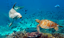 A Dolphin and Sea Turtle Underwater portrait close up while looking at you; Shutterstock ID 2364620127; purchase_order: Bynder; job: ; client: ; other: 