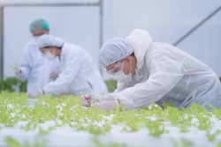 Scientist checking and testing water chemical for feeding a plant vegetable at green house farm. Organic farm with high technology. Agriculture for future food. The lettuces growing by hydroponics.