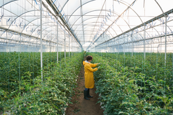 Young curly man in uniform is observing green bushes on tomato plantation in glass greenhouse